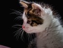 2020 06 17 122 ensor 2020 06 17 516
