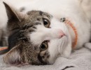 2020 11 30 ensor 004 1 551