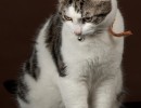 2020 12 15 ensor 003 1 554
