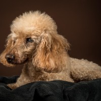 20210119 milor 016