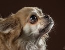 20210120 bonzo 005