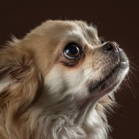 20210120 bonzo 005