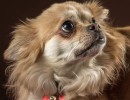 20210120 bonzo 008 2