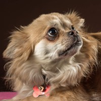 20210120 bonzo 008 2