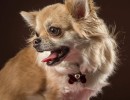 20210120 bonzo 013