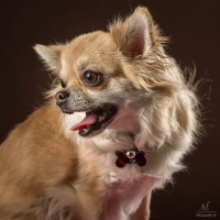 20210120 bonzo 013