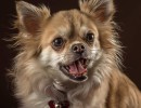 20210120 bonzo 025
