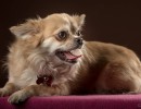 20210120 bonzo 035
