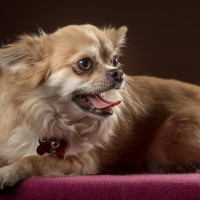 20210120 bonzo 035