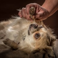 20210120 bonzo 050