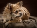 20210120 bonzo 052