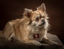 20210120 bonzo 059