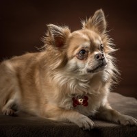 20210120 bonzo 059