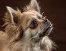 20210120 bonzo 075