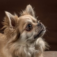20210120 bonzo 075