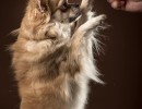 20210120 bonzo 077
