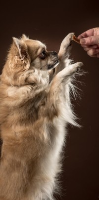 20210120 bonzo 077