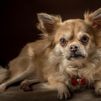 20210120 bonzo 083