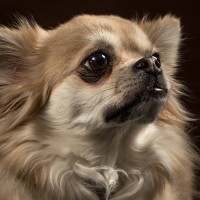 20210120 bonzo 084 2