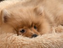 20210121 frou 001
