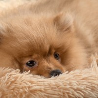 20210121 frou 001