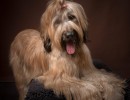 20210209pippa019