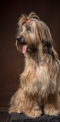 20210209pippa022