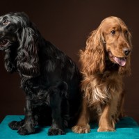 20210212 finley pipa 023