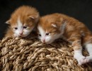 20210502 katjes 01