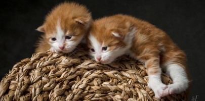 20210502 katjes 01