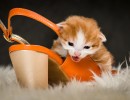 20210502 katjes