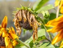 20210925 zonnebloem