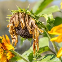 20210925 zonnebloem