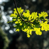 20211009 boswandeling 011