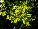 20211009 boswandeling 014