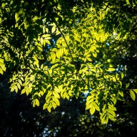 20211009 boswandeling 014