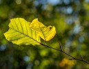 20211009 boswandeling 025
