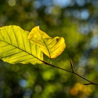 20211009 boswandeling 025