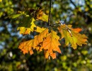 20211009 boswandeling 026