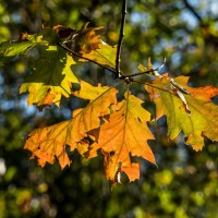 20211009 boswandeling 026