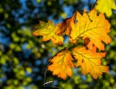 20211009 boswandeling 028