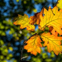 20211009 boswandeling 028