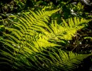 20211009 boswandeling 029b