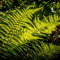 20211009 boswandeling 029b