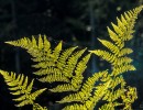 20211009 boswandeling 030
