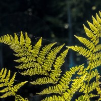 20211009 boswandeling 030