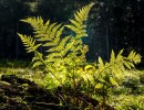 20211009 boswandeling 031