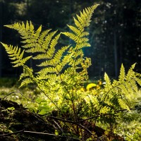 20211009 boswandeling 031