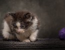 20211012 katje 14 819