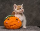 20211012 katje2 808